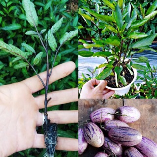 Chậu dưa pepino tím