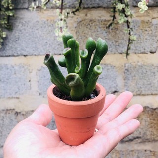 Chậu đất nung mini