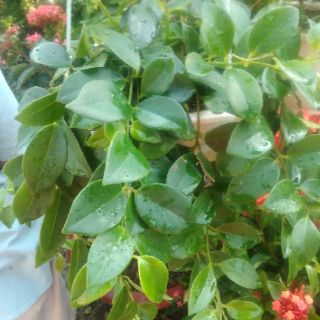 Cây 🌲 Lan Son Môi chậu treo