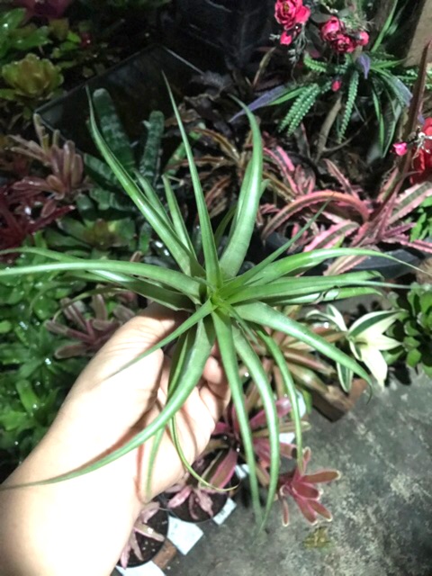 Cây không khí Tillandsia brachycaulos