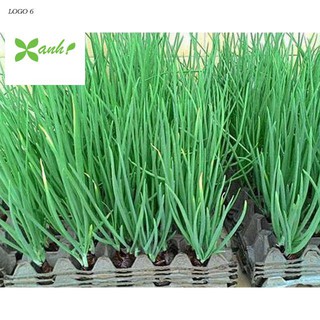 Hạt giống Hành lá 50 hạt