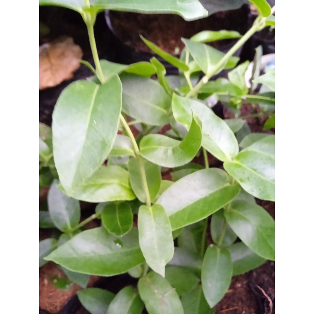 Cây cẩm cù ổi thân gỗ, hoa vàng, thơm nhẹ