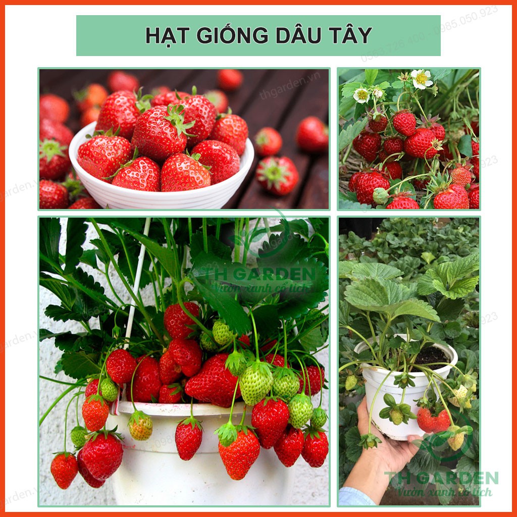 Hạt Giống Dâu Tây Đỏ Siêu Nảy Mầm - Quả Dâu Tây Siêu to, Chịu Nhiệt, Năng Suất Cao