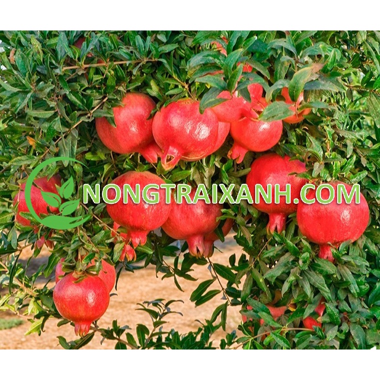 20H - HẠT GIỐNG CÂY LỰU LÙN ẤN ĐỘ SIÊU QUẢ