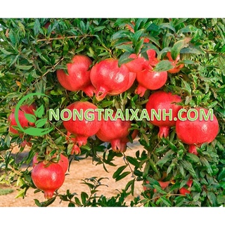 20h - hạt giống cây lựu lùn ấn độ siêu quả