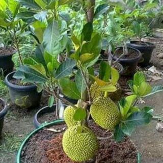 Com bo 1 cây mít thái siêu sớm và 1 cây xoài giống úc