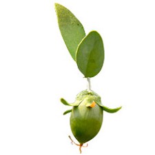 Dầu Jojoba - JOJOBA BIO