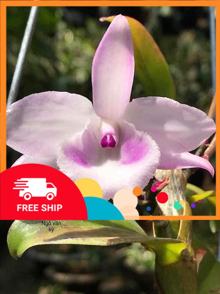 CỐC Lan phi điệp đột biến 5 CÁNH HỒNG HỔ PHÁCH - Hoa siêu đẹp giá rẻ - Hàng gieo hạt - Cây y hình