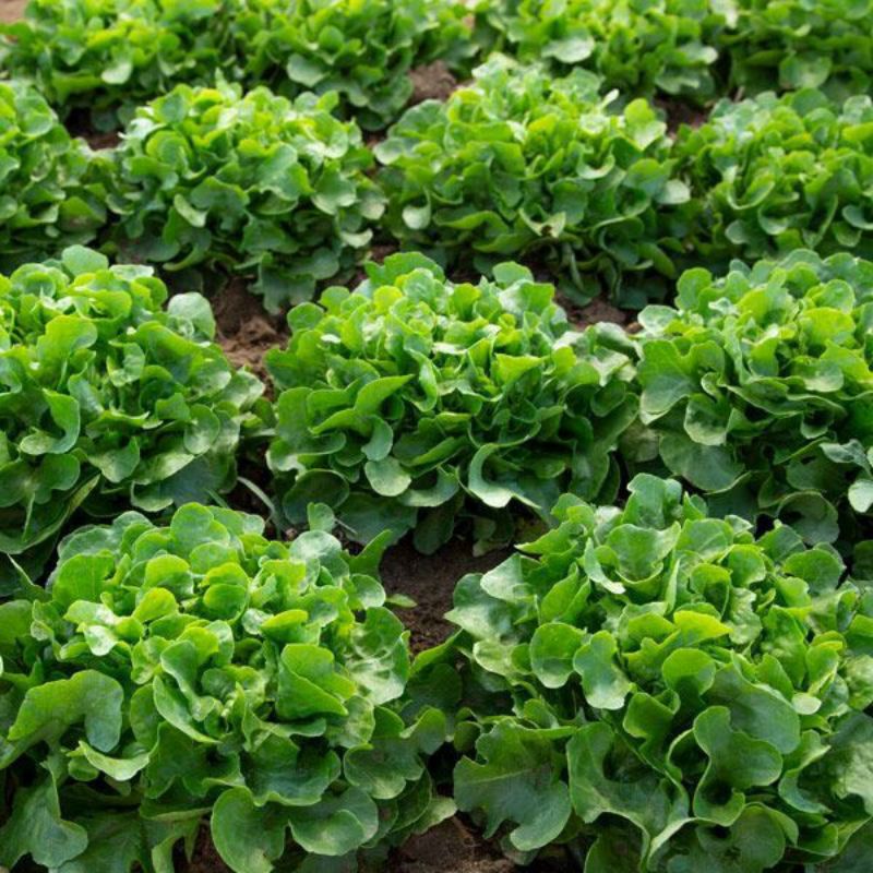 Hạt giống xà lách sồi Bauer