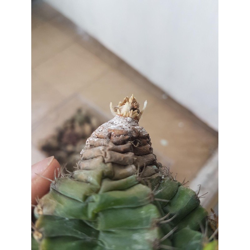 Bột kích rễ xương rồng