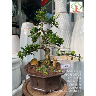 Bộ Nguyệt Quế Bonsai