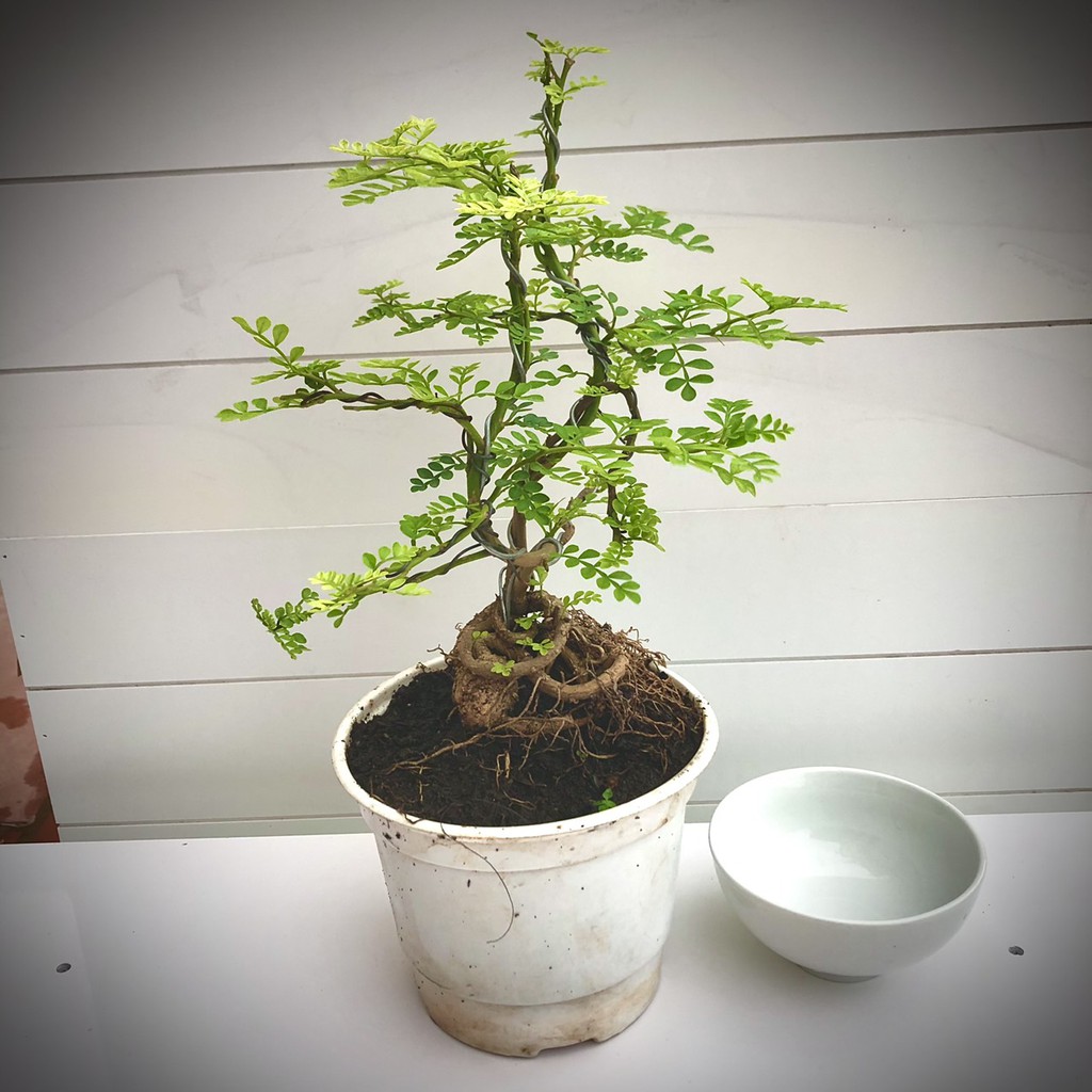 Cây cần thăng bonsai mini (Ảnh thật)