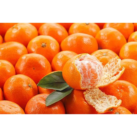 Cây Giống Quýt Đường Thái 70cm Nhanh Cho Trái