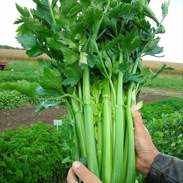 500 HẠT GIỐNG CẦN TÂY KHỔNG LỒ ÉP NƯỚC