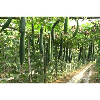 HẠT GIỐNG BÍ SẶT - 10 hạt/ gói