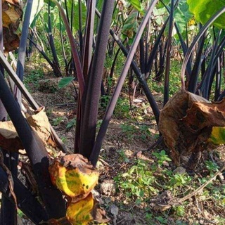 khoai sọ mẹ trồng 1kg