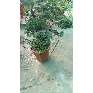 CHẬU CÂY TÙNG XÀ  SIÊU ĐẸP