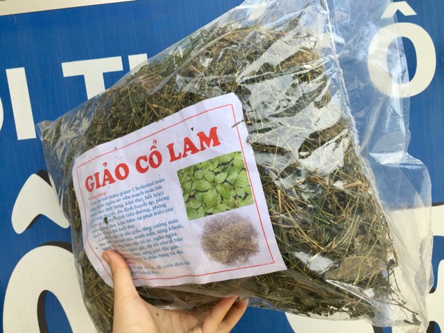 Giảo Cổ Lam 5 lá Hoà Bình