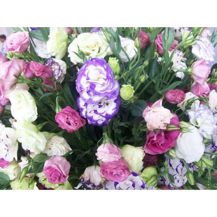 50h hạt giống hoa cát tường - Mix nhiều màu ( Lisianthus)