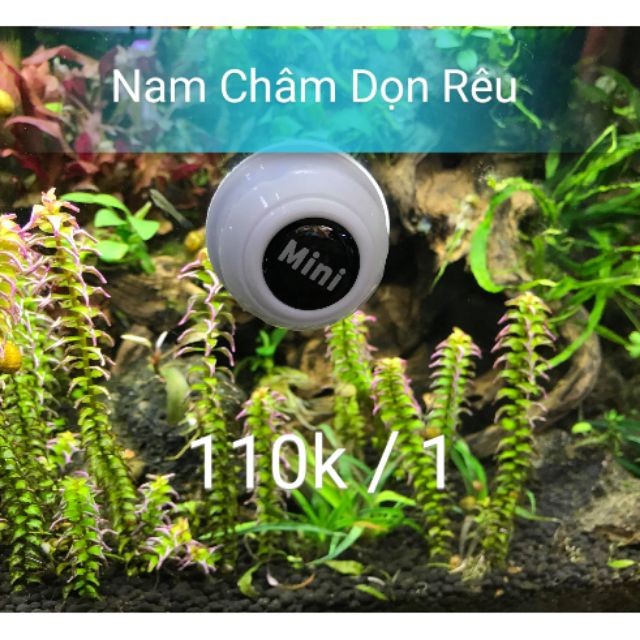 Hít nam châm cà rêu dọn hồ cá cảnh - thủy sinh - Guppy Xanh