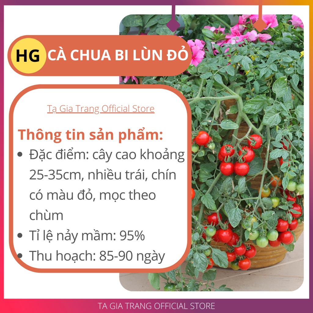 Hạt giống cà chua bi lùn đỏ (cà chua bonsai) - Gói 100 hạt