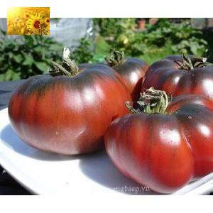 Hạt Giống Cà Chua Socola Qủa To  - Giàu Dinh Dưỡng,Năng Suất Cao - MUA 3 TẶNG 1 CÙNG LOẠI