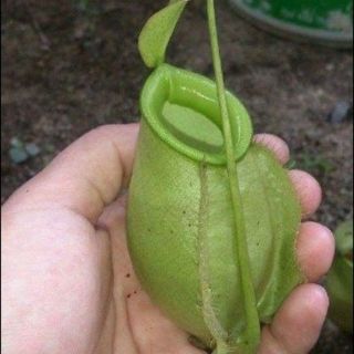 Cây nắp ấm Nx kuchingensis  green