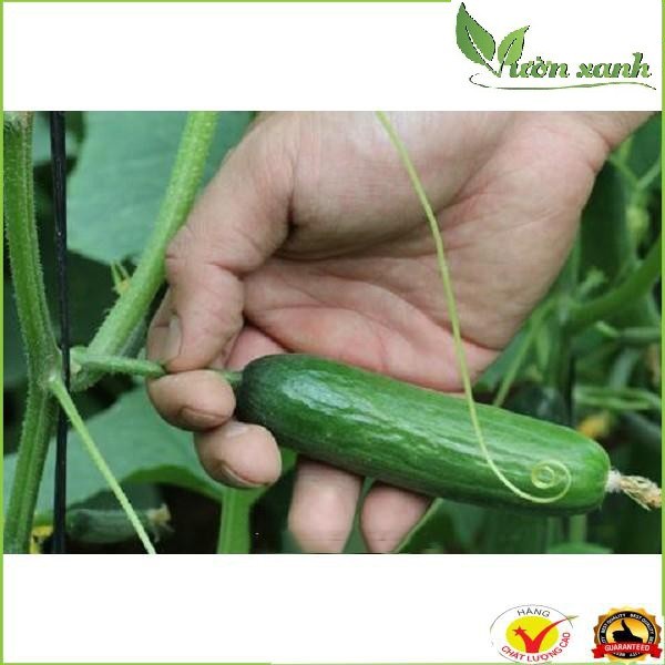 (SIÊU RẺ) Hạt giống dưa chuột không hạt trái ngắn 15 hạt
