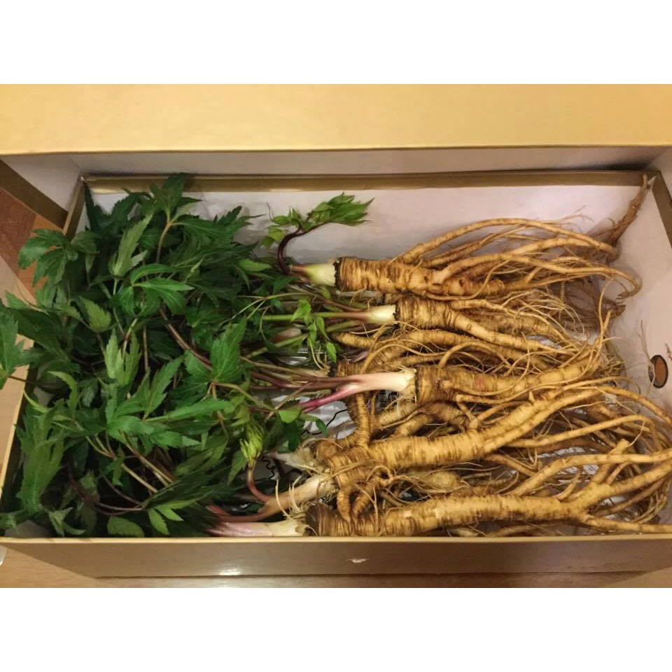 Sâm đương quy tươi nguyên củ - Loại 2 củ 1kg | BigBuy360 - bigbuy360.vn