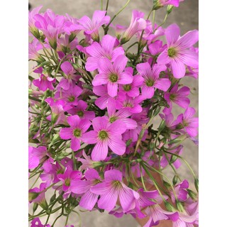 Củ cây cỏ 3 lá cây bao đẹp