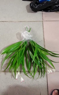 Combo hoa điểm