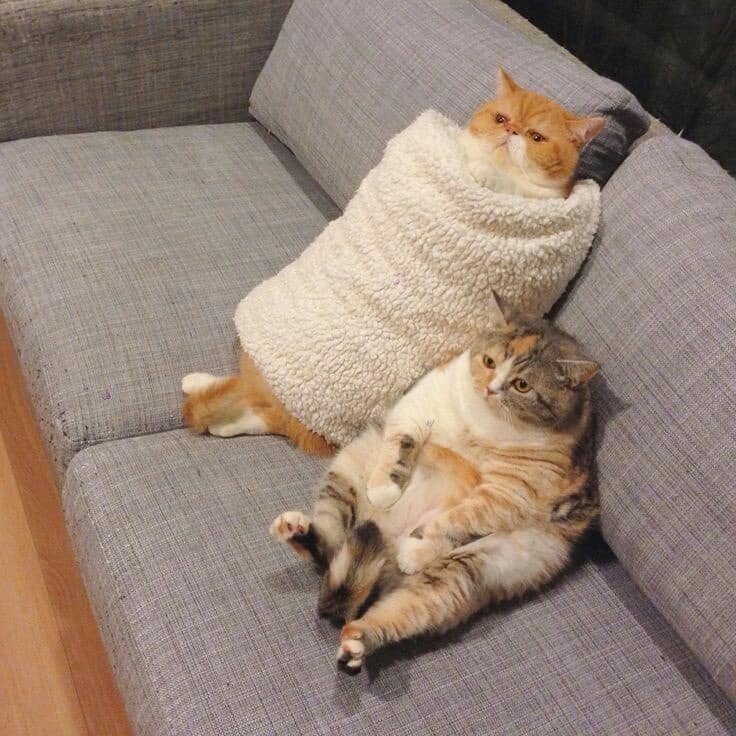 Pet713