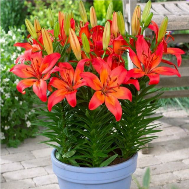 Củ hoa ly lùn màu đỏ tươi