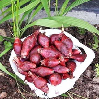 Sâm đại hành củ loại 1 -sp8