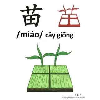 Câu chuyện chữ hán