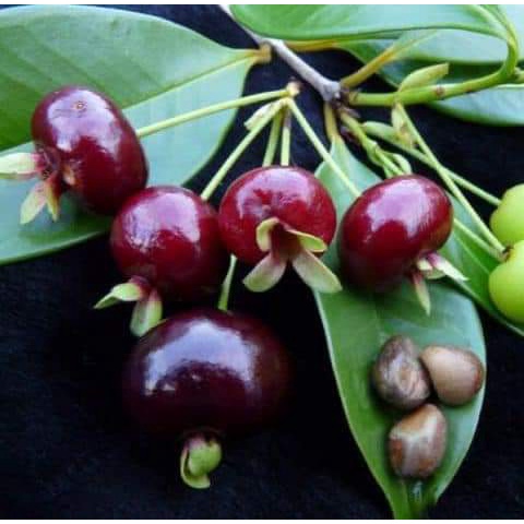 Cây giống cherry Brazil (ra trái siêu sớm)