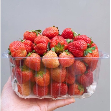 Hạt giống Dâu tây Mỹ đá chịu nhiệt Bốn Mùa 50 Hạt