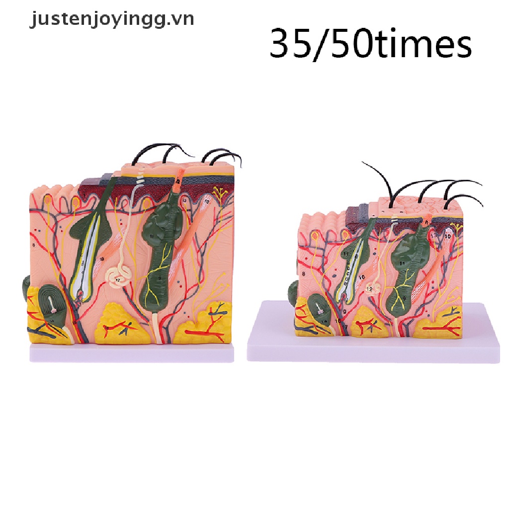 Mô Hình Da Người Kích Thước 35 / 50 Chất Lượng Cao