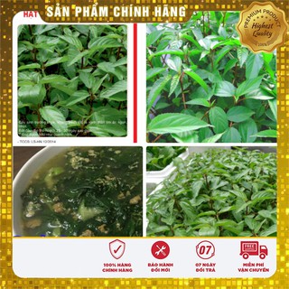 Hạt giống rau Đay Đỏ 20gram