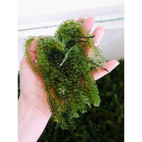 RONG NHO TƯƠI 500GR đóng hộp kèm chai xốt mè rang kewpie