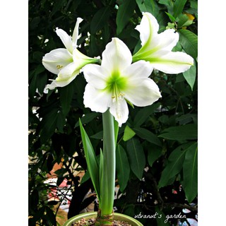 CỦ LAN GIỐNG HOA HUỆ TÂY MÀU TRẮNG TUYẾT THANH