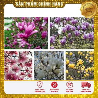 Hạt Giống Hoa Mộc Lan ( 3 Hạt )