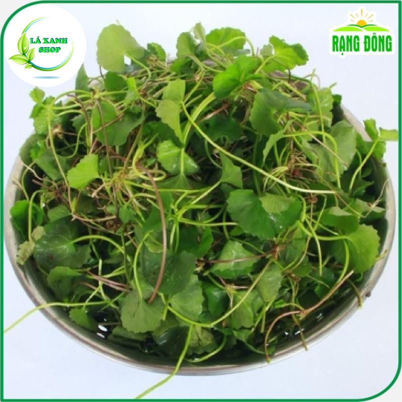 Hạt giống Rau Má Lá Nhỏ Trồng Quanh Năm, Thu Hoạch Nhiều Lần (gói 1 gram) - Hạt giống Rạng Đông