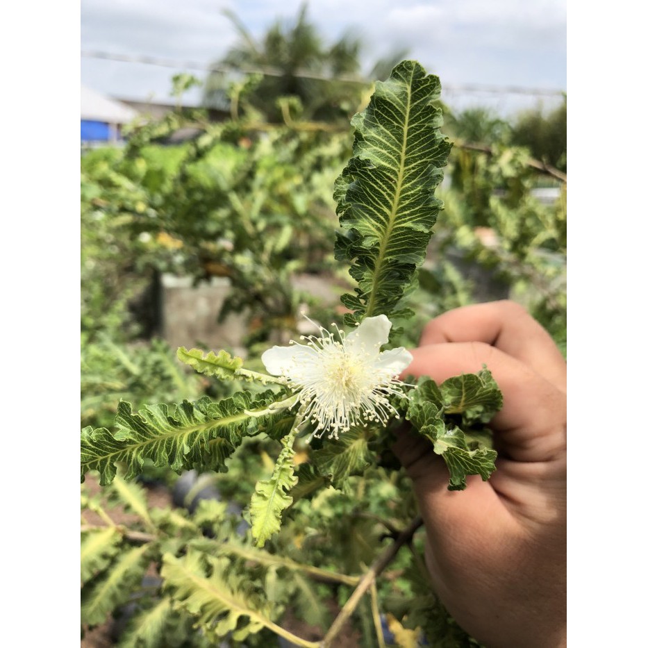 Cây ổi đuôi phụng-cây có trái thơm và độc đáo