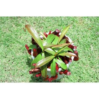 Cây nắp ấm đỏ Mirabilis x Gracilis