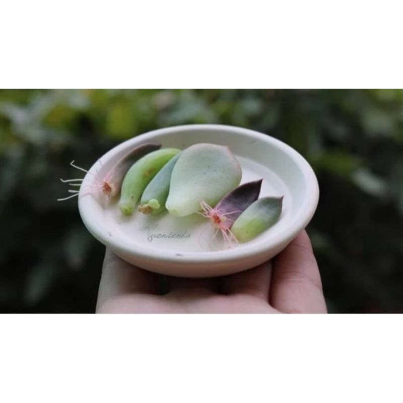 mầm sen đá mini  siêu đẹp🥰🥰🥰