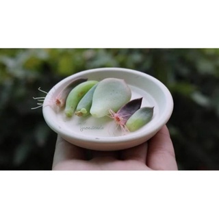 Mầm sen đá mini siêu đẹp🥰🥰🥰