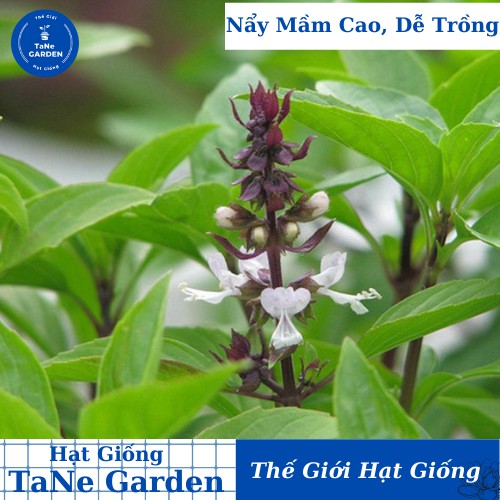 10Gr Hạt Giống Húng Quế - TaNe Garden