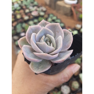 SEN ĐÁ LOLA🌵SIZE6CM🌵SEN ĐÀ LAT🌵THUẤN SỨ NÓNG🌵FREESHIP🌵1 ĐỔI 1
