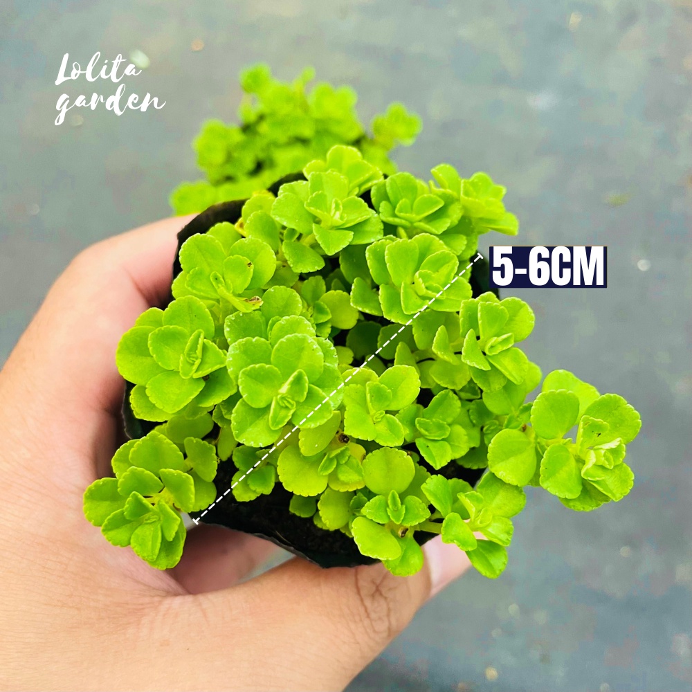 SEN ĐÁ CỎ SEDUM LỤC HÀ SIZE BÉ, HÀNG ĐÀ LẠT, SIÊU XINH SIÊU KHỎE, LỖI 1 ĐỔI 1